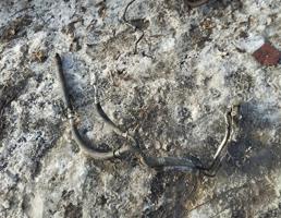 Трубка кондиционера для iran Khodro Samand  запчасти бу